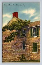 Nature's Freak Tree Growing out of House Winchester Virginia Postcard picture