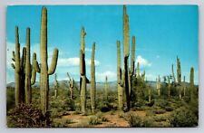 Saguaro, Cactus, Giant Cactus, Arizona, Vintage Unposted Postcard picture