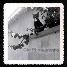 HANDSOME BLACK KITTY CAT ON GARDEN WALL OLD/VINTAGE PHOTO SNAPSHOT- H651 picture
