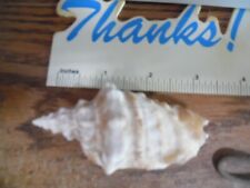 conch tricornis  seashell shell-3
