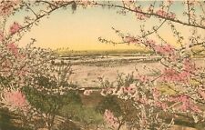 Postcard Beautiful Spring flower scene hand colored Sunny Scenes 23-8793 picture