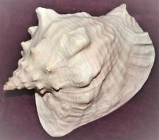 VINTAGE LARGE SEASHELL 7-1/2” LONG. picture