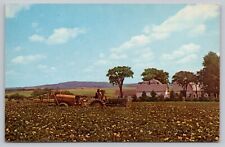 Postcard - Farming, Aroostook County, Presque Isle, Maine - 1970s Unposted (M7h) picture