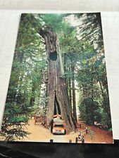 Vintage Historic Shine Tree Drive Thru Tree Redwoods  Post Card. picture