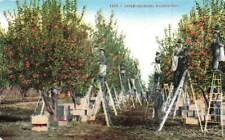 Apple Orchard Harvest Ladders Picking People Washington WA c1910 VTG P116 picture