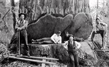 1900 Old Vintage Redwood Sequoia Logging Photo 5 California  Lumberjacks picture