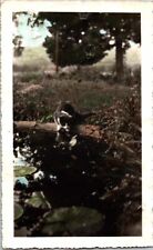 c1940 Hand Colored Cat Drinking Water From Pond Snapshot Photo picture
