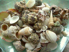 10 lbs.Mixed Natural Sea Shells Crafts Decorating Aquarium Lot  picture