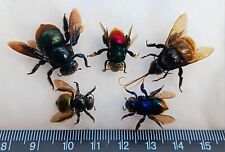 LOT OF 5 HYMENOPTERA BEES AMAZING COLORS FROM ATALAYA-PERU NEW ARRIVAL  picture