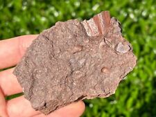 Rare Devonian Fossil Fish Hash Plate Scales etc Pennsylvania Red Hill picture