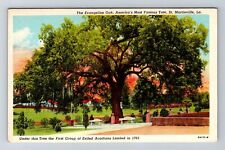 St Martinville LA-Louisiana, The Evangeline Oak, Antique, Vintage Postcard picture