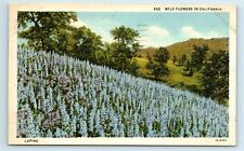 Postcard Wild Flowers in California linen 1938 H93 picture