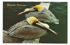 Florida Pelican Postcard FL Birds Vintage picture