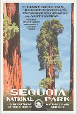 Sequoia National Park California CA Robert B. Decker UNP Postcard 6311d1 Redwood picture