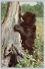 Frisky Bear Cub Enjoying Lunch Marathon Ontario Vintage Postcard picture
