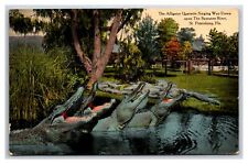 Alligator Quartette Singing Down the Suwanee River ~ ST. PETERSBURG Florida picture