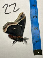 Eupackardia Calleta saturniidae moth Unmounted, Closed Wings picture