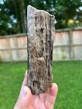 Texas Petrified Wood 6x3x2 Agatized Buggy Rotted Detailed Fossil Tree Branch picture