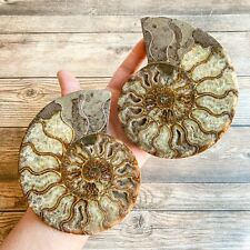 Ammonite Fossil Pair w/ Calcite Chambers: 5.75