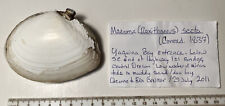 Macoma Secta. Collected in Oregon. Great Shape. 88mm picture