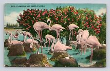 Old Postcard Pink Flamingos Nests Eggs Florida Clarksdale MS 1950 Cancel picture
