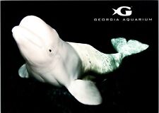 Georgia Aquarium Atlanta Beluga Whale photo postcard picture