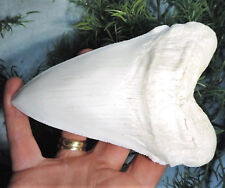 7 INCH LONG MEGALODON TOOTH WHITE REPLICA BIG FOSSIL MEGA HUGE SHARK RELIC MEG picture