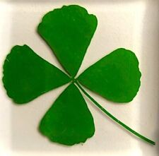 38mm Real Four Leaf Clover in Clear Lucite Resin St. Patrick's Day Gift Specimen picture