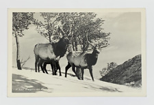 RPPC American Wapiti Elk Stag Real Photo Postcard picture