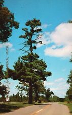 Postcard MI Greetings Alpena The Lone Pine Posted 1955 Chrome Vintage PC H3158 picture