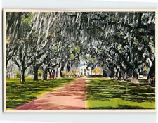 Postcard Avenue of Oaks Boone Hall Plantation Mt. Pleasant South Carolina USA picture