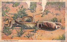 Postcard NM Desert Scene Rattlesnake Swallowing a Rabbit Linen Vintage PC f873 picture