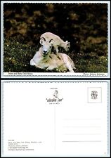Vintage Postcard - Mom & Baby Dall Sheep CQ picture