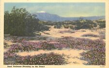 Willard Linen Postcard Sand Verbena Blooming in the Desert Near Palm Springs CA picture