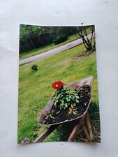 Vtg Found Color Original Photo Camping Snapshot Flower In Wheel Barrow Yard 307 picture