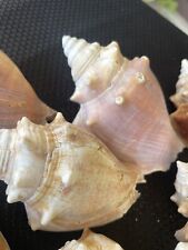 Lot Of 15 Florida Fighting Conch Seashells picture