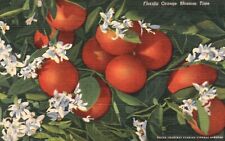 Postcard FL Florida Orange Blossom Time 1948 Linen Unposted Vintage PC H7385 picture