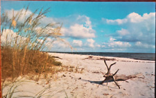 Virginia Beach, Virginia VA ~ Shore & Driftwood Vintage picture