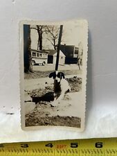 Vintage Photo Snapshot Of Cute Dog / Puppy Outside  picture