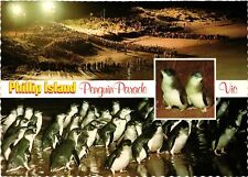 Vintage Postcard 4x6- Penguins, Phillip Island, Victoria 1960-80s picture