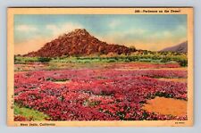 Indio CA-California, Verbenas on the Desert, Antique Vintage Souvenir Postcard picture
