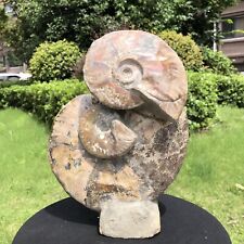 9.35LB Rare Natural Tentacle Ammonite FossilSpecimen Shell Healing Madagasc picture