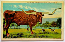 Texas Long Horn Steer Postcard 9 Feet 6 Inches Divided Back Unposted Vintage picture