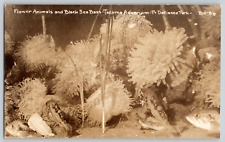 RPPC Postcard Flower Animals & Black Sea Bass Tacoma Aquarium Defiance Park, WA picture