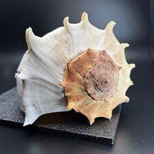 Lightning Whelk Seashell Shell 9.5” Length - Crafts Aquarium Wedding Beach Decor picture