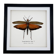 Giant Grasshopper Frame (Tropicacris dux) Shadow Box Mounted Entomology Specimen picture