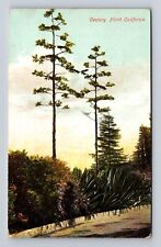 CA-California, Scenic View Century Plant, Antique Souvenir Vintage Postcard picture