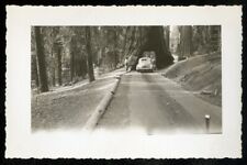 Vintage Photo CALIFORNIA REDWOOD DRIVE THROUGH TREE WAWONA TREE? 1940 picture