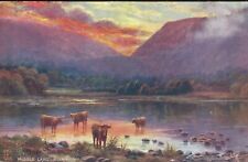 pc2226 postcard Cows Killarney Ireland Tuck 7260 not postally used picture
