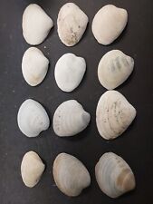 Medium Clam Shells Lot Of 12 picture